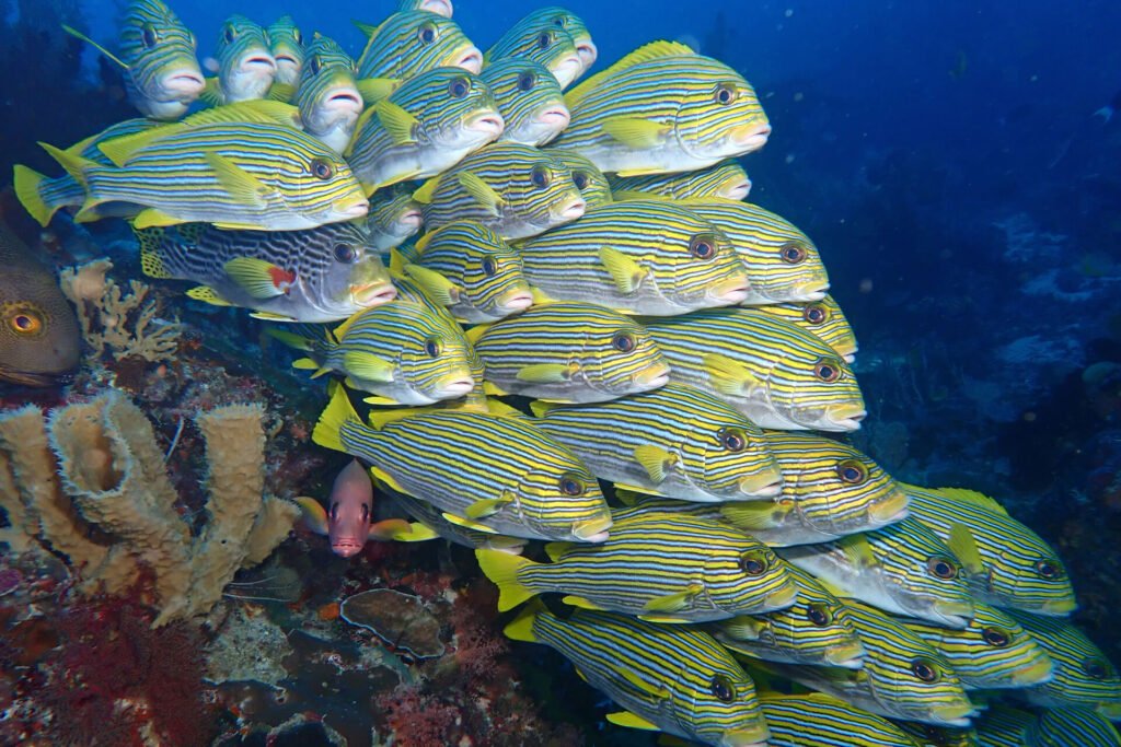 Andau-Dive-Resort-12
