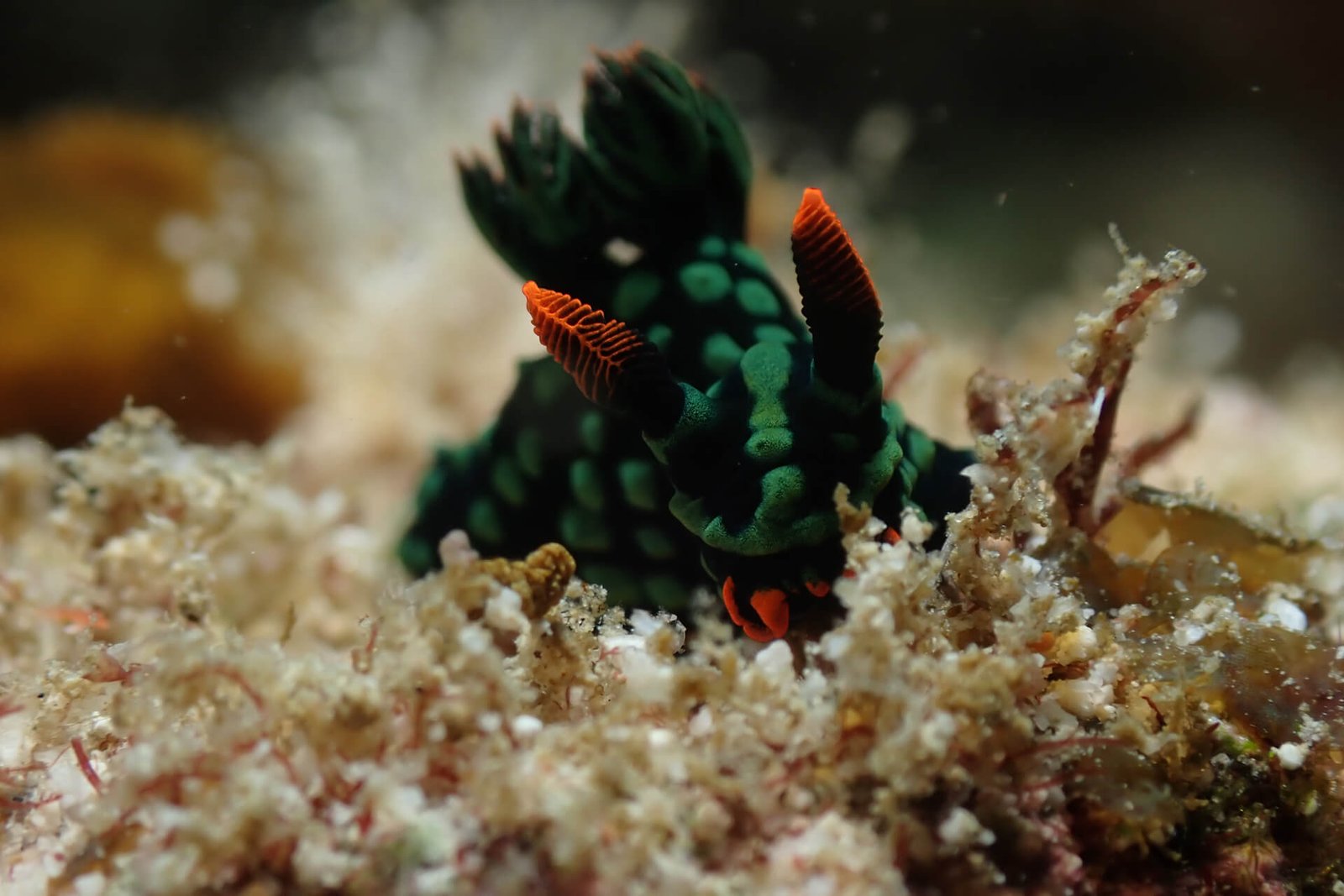 Andau-Dive-Resort-13