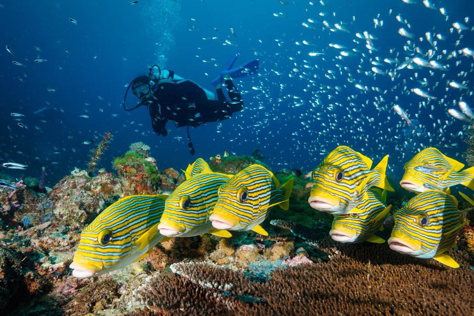 Andau-Dive-Resort-16